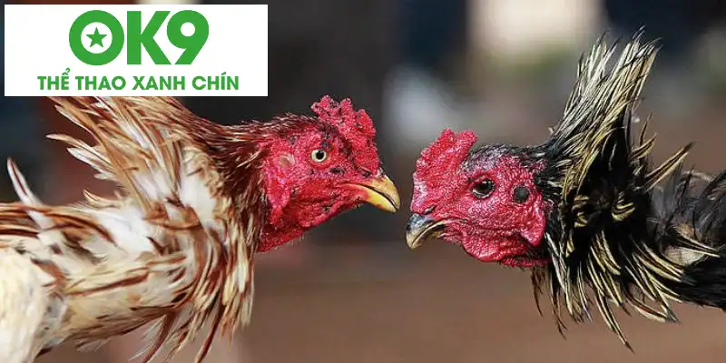 Cách chăm sóc chiến kê có vảy gà tứ quý chuẩn nhất